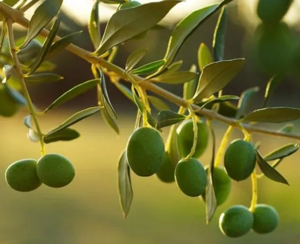 الذهب الأخضر: موسم الزيتون الفلسطيني بين الذاكرة والمحنة